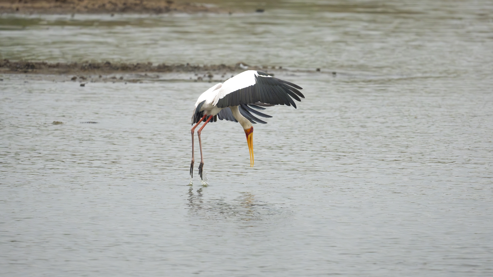 Kruger25 2025 10 30 13 15 38 ILCE 1M2 836
